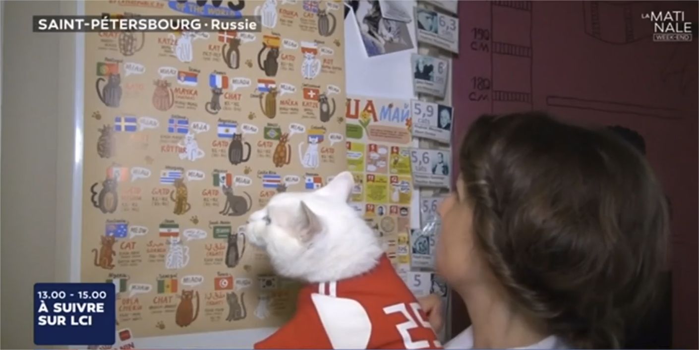 Un chat sourd comme pronostiqueur officiel de la Coupe du monde