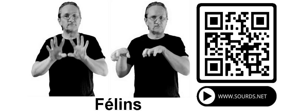 Félins