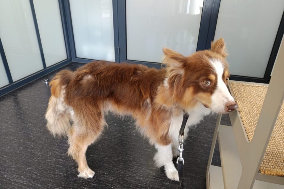 « Il pèse 11 kg au lieu de 26 » : un chien fortement amaigri retrouvé sur un balcon